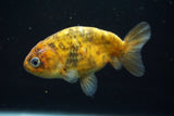 Ranchu  Calico 4 Inch (ID#730R5b-76) Free2Day SHIPPING