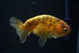 Ranchu  Calico 4 Inch (ID#730R5b-76) Free2Day SHIPPING