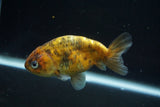 Juvenile Ranchu  Calico 4 Inch (ID#730R5b-76) Free2Day SHIPPING