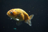 Ranchu  Calico 4 Inch (ID#730R5b-76) Free2Day SHIPPING