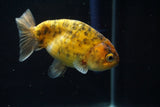 Ranchu  Calico 4 Inch (ID#730R5b-76) Free2Day SHIPPING