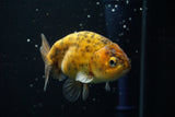 Juvenile Ranchu  Calico 4 Inch (ID#730R5b-76) Free2Day SHIPPING