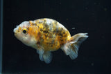 Ranchu  Calico 3 Inch (ID#730R5b-77) Free2Day SHIPPING