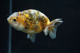 Ranchu  Calico 3 Inch (ID#730R5b-77) Free2Day SHIPPING