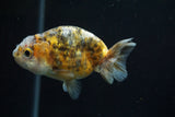 Ranchu  Calico 3 Inch (ID#730R5b-77) Free2Day SHIPPING