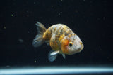 Juvenile Ranchu  Calico 3 Inch (ID#730R5b-77) Free2Day SHIPPING