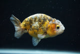 Ranchu  Calico 3 Inch (ID#730R5b-77) Free2Day SHIPPING