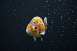 Ranchu  Calico 3 Inch (ID#730R5b-78) Free2Day SHIPPING