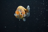 Ranchu  Calico 3 Inch (ID#730R5b-78) Free2Day SHIPPING