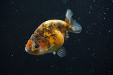 Ranchu  Calico 3 Inch (ID#730R5b-78) Free2Day SHIPPING