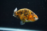 Ranchu  Calico 3 Inch (ID#730R5b-78) Free2Day SHIPPING