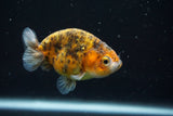 Ranchu  Calico 3 Inch (ID#730R5b-78) Free2Day SHIPPING