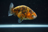 Ranchu  Calico 3 Inch (ID#730R5b-78) Free2Day SHIPPING