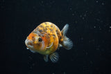 Ranchu  Calico 3 Inch (ID#730R5b-78) Free2Day SHIPPING