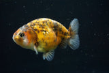 Ranchu  Calico 3 Inch (ID#730R5b-78) Free2Day SHIPPING