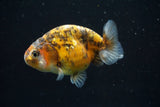 Ranchu  Calico 3 Inch (ID#730R5b-78) Free2Day SHIPPING