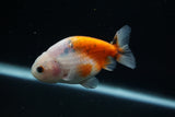 Ranchu  Calico 3 Inch (ID#730R5b-79) Free2Day SHIPPING