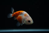 Ranchu  Calico 3 Inch (ID#730R5b-79) Free2Day SHIPPING