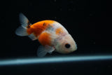 Ranchu  Calico 3 Inch (ID#730R5b-79) Free2Day SHIPPING