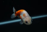 Ranchu  Calico 3 Inch (ID#730R5b-79) Free2Day SHIPPING