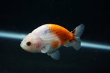 Ranchu  Calico 3 Inch (ID#730R5b-79) Free2Day SHIPPING