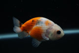 Ranchu  Calico 3 Inch (ID#730R5b-79) Free2Day SHIPPING