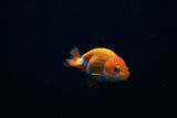 Baby Ranchu  Red White 2.5 Inch (ID#312R9b-28) Free2Day SHIPPING