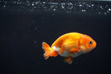 Baby Ranchu  Red White 2.5 Inch (ID#312R9b-28) Free2Day SHIPPING