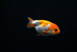 Baby Ranchu  Red White 3 Inch (ID#312R9b-29) Free2Day SHIPPING