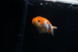 Baby Ranchu  Red White 3 Inch (ID#312R9b-29) Free2Day SHIPPING