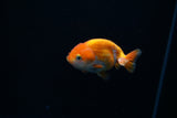 Baby Ranchu  Red White 3 Inch (ID#312R9b-33) Free2Day SHIPPING