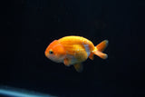 Baby Ranchu  Red White 3 Inch (ID#312R9b-33) Free2Day SHIPPING