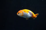 Baby Ranchu  Red White 3 Inch (ID#312R9b-34) Free2Day SHIPPING