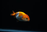 Baby Ranchu  Red White 3 Inch (ID#312R9b-34) Free2Day SHIPPING