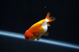 Baby Ranchu  Red White 3 Inch (ID#312R9b-40) Free2Day SHIPPING