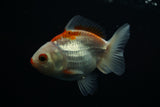 Thai Oranda  Red White 3.5 Inch (ID#726To5a-69) Free2Day SHIPPING