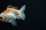 Thai Oranda  Red White 3.5 Inch (ID#726To5a-69) Free2Day SHIPPING