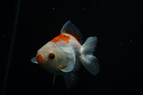 Thai Oranda  Red White 3.5 Inch (ID#726To5a-69) Free2Day SHIPPING