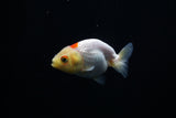 Baby Ranchu  Red White 3 Inch (ID#312R9b-41) Free2Day SHIPPING