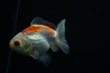 Thai Oranda  Red White 3.5 Inch (ID#726To5a-69) Free2Day SHIPPING