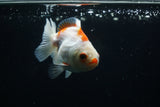 Thai Oranda  Red White 3.5 Inch (ID#726To5a-69) Free2Day SHIPPING