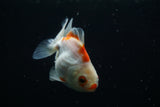 Thai Oranda  Red White 3.5 Inch (ID#726To5a-69) Free2Day SHIPPING