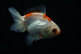 Thai Oranda  Red White 3.5 Inch (ID#726To5a-69) Free2Day SHIPPING