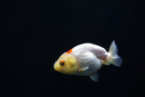 Baby Ranchu  Red White 3 Inch (ID#312R9b-41) Free2Day SHIPPING