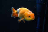 Juvenile Lionchu  Red White 3.5 Inch (ID#503RHt23-84) Free2Day SHIPPING Please see notes