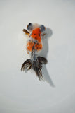 Juvenile Butterfly  Calico 3.5 Inch (ID#0209B8b-21) Free2Day SHIPPING