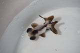 Butterfly  Panda 2.5 Inch (ID#507B2c-3) Free2Day SHIPPING