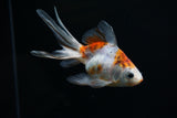 Ryukin Longtail Calico 4.5 Inch (ID#507Ry7a-12) Free2Day SHIPPING