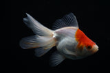 Ryukin Longtail Red White 4.5 Inch (ID#507Ry7a-13) Free2Day SHIPPING