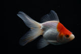 Ryukin Longtail Red White 4.5 Inch (ID#507Ry7a-13) Free2Day SHIPPING